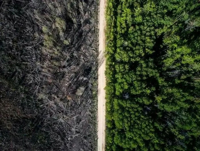 La reforma de la Ley Forestal introducirá cortafuegos obligatorios y multiplicará por 20 el aprovechamiento maderero